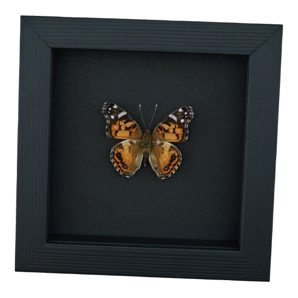 American Lady Butterfly Vanessa virginiensis Framed Taxidermy Moonlight Display