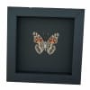 American Lady Butterfly Vanessa virginiensis Framed Taxidermy Moonlight Display