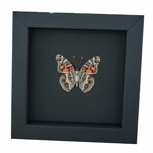 American Lady Butterfly Vanessa virginiensis Framed Taxidermy Moonlight Display