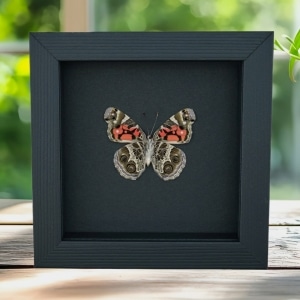 American Painted Lady Butterfly Vanessa virginiensis Female Framed Taxidermy Moonlight Display