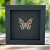 American Lady Butterfly Vanessa virginiensis Framed Taxidermy Moonlight Display
