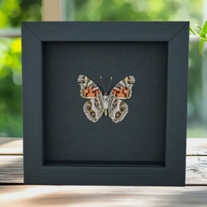 American Painted Lady Butterfly Vanessa virginiensis Framed Taxidermy Moonlight Display