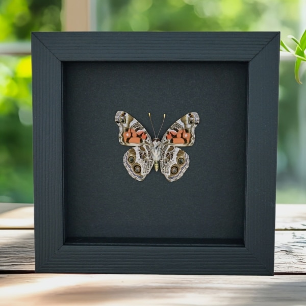 American Painted Lady Butterfly Vanessa virginiensis Framed Taxidermy Moonlight Display