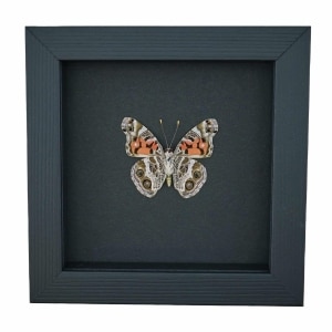 American Painted Lady Butterfly Vanessa virginiensis Framed Taxidermy Moonlight Display