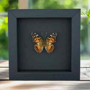 American Painted Lady Butterfly Vanessa virginiensis Framed Taxidermy Moonlight Display
