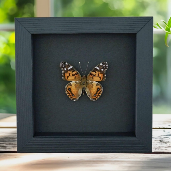 American Lady Butterfly Vanessa virginiensis Framed Taxidermy Moonlight Display