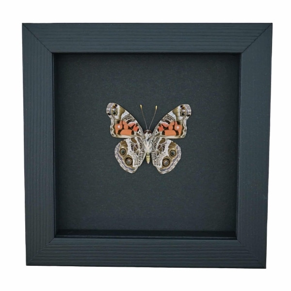 American Lady Butterfly Vanessa virginiensis Framed Taxidermy Moonlight Display