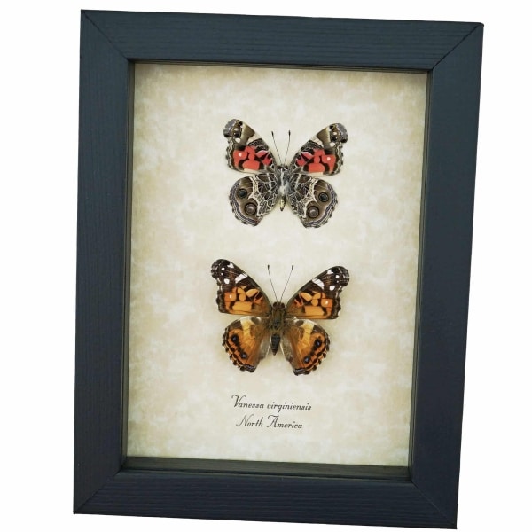 American Lady Butterfly Set Vanessa virginiensis Framed Taxidermy Display
