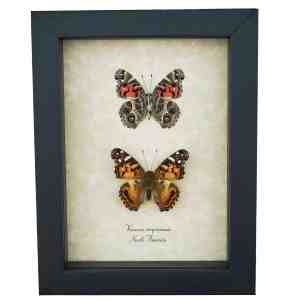 American Painted Lady Butterfly Set Vanessa virginiensis Framed Taxidermy Display