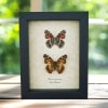 American Lady Butterfly Set Vanessa virginiensis Framed Taxidermy Display