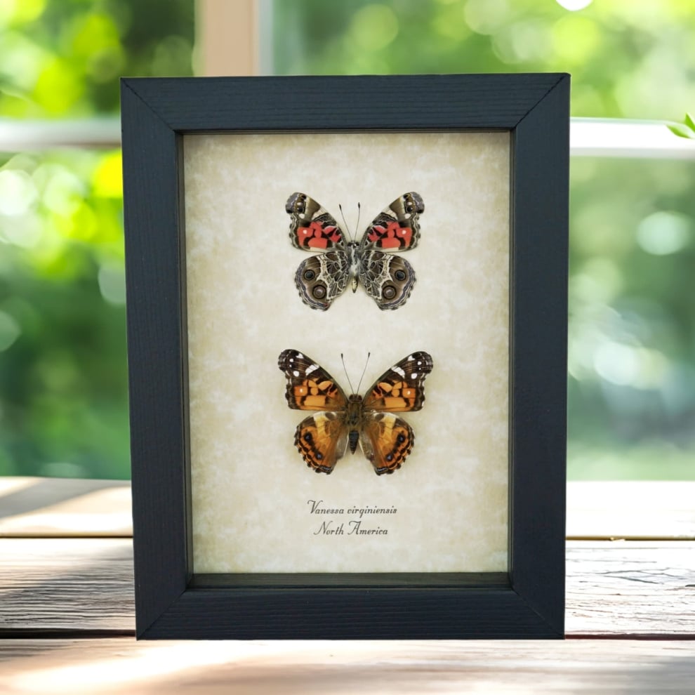 American Lady Butterfly Set Vanessa virginiensis Framed Taxidermy Display American Lady Butterfly Set Vanessa virginiensis Framed Taxidermy Display