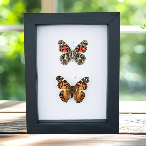 American Lady Butterfly Set Vanessa virginiensis Framed Taxidermy Classic Black Display