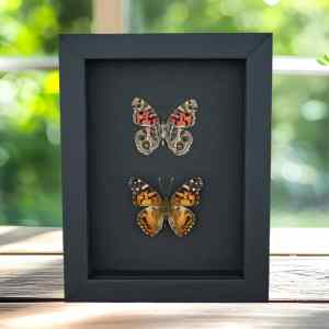 American Painted Lady Butterfly Set Vanessa virginiensis Framed Taxidermy Moonlight Display