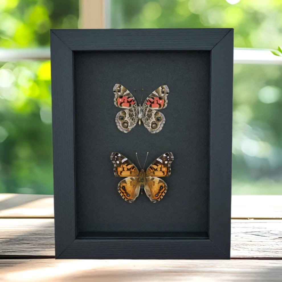 American Lady Butterfly Set Vanessa virginiensis Framed Taxidermy Moonlight Display