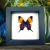 Real Framed Purple Orange Swallowtail Butterfly Marpesia marcella Taxidermy Classic Black Display