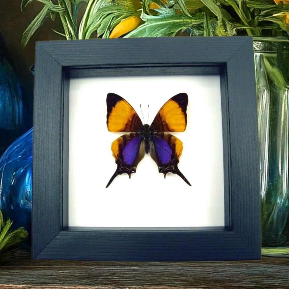 Marpesia marcella Classic Black 15 Real Framed Purple Orange Swallowtail Butterfly Marpesia marcella Taxidermy Classic Black Display