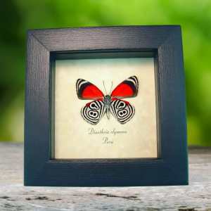 Real Framed 88 Butterfly Diaethria clymena Taxidermy Display
