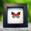 Real Framed 88 Butterfly Diaethria clymena Classic Black Taxidermy Display