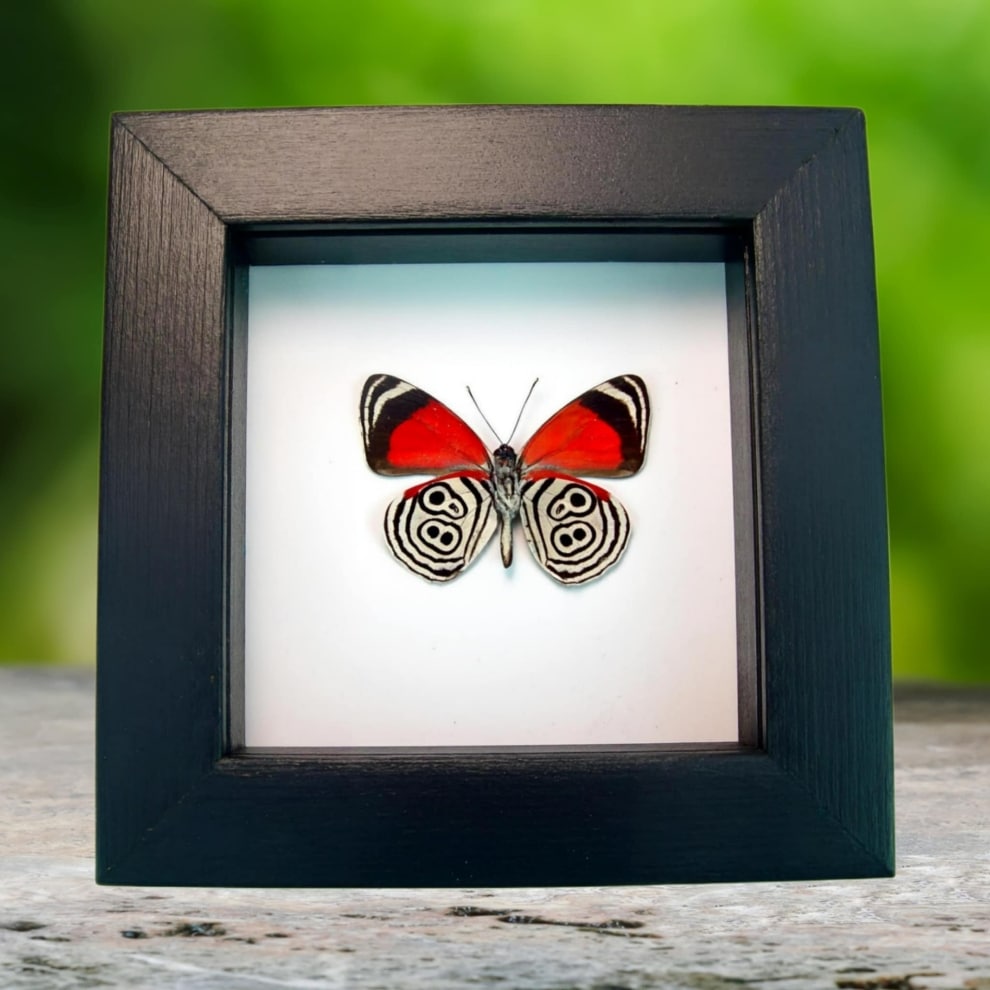 Real Framed 88 Butterfly Diaethria clymena Classic Black Taxidermy Display