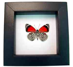 Real Framed 88 Butterfly Diaethria clymena Classic Black Taxidermy Display