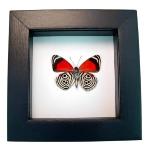 Real Framed 88 Butterfly Diaethria clymena Classic Black Taxidermy Display