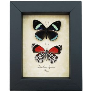 Diaethria clymena Pair Framed 88 Butterflies Real Framed Butterfly Taxidermy Display