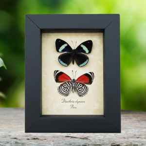 Diaethria clymena Pair Framed 88 Butterflies Real Framed Butterfly Taxidermy Display