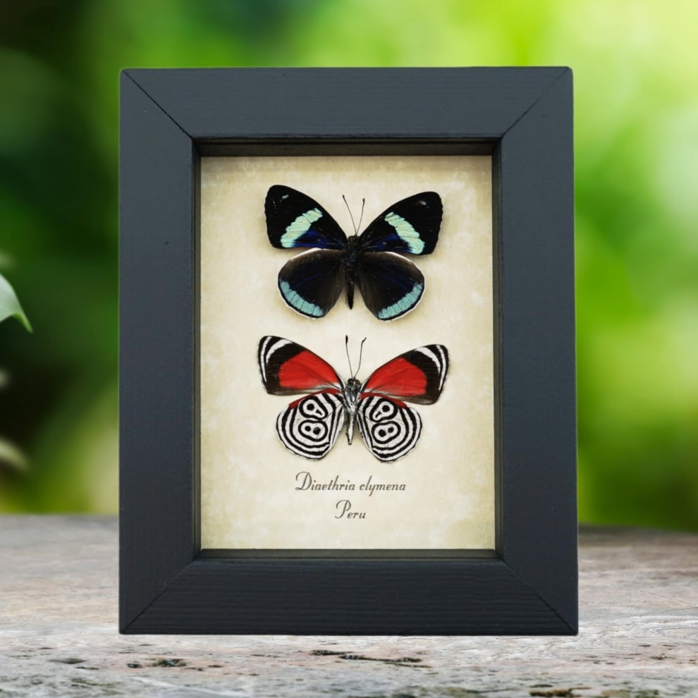 Diaethria clymena Pair Framed 88 Butterflies Real Framed Butterfly Taxidermy Display