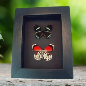 Real Framed 88 Butterfly Diaethria clymena Pair Taxidermy Moonlight Display
