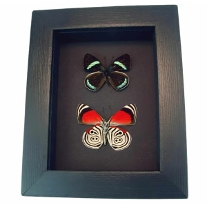 Real Framed 88 Butterfly Diaethria clymena Pair Taxidermy Moonlight Display