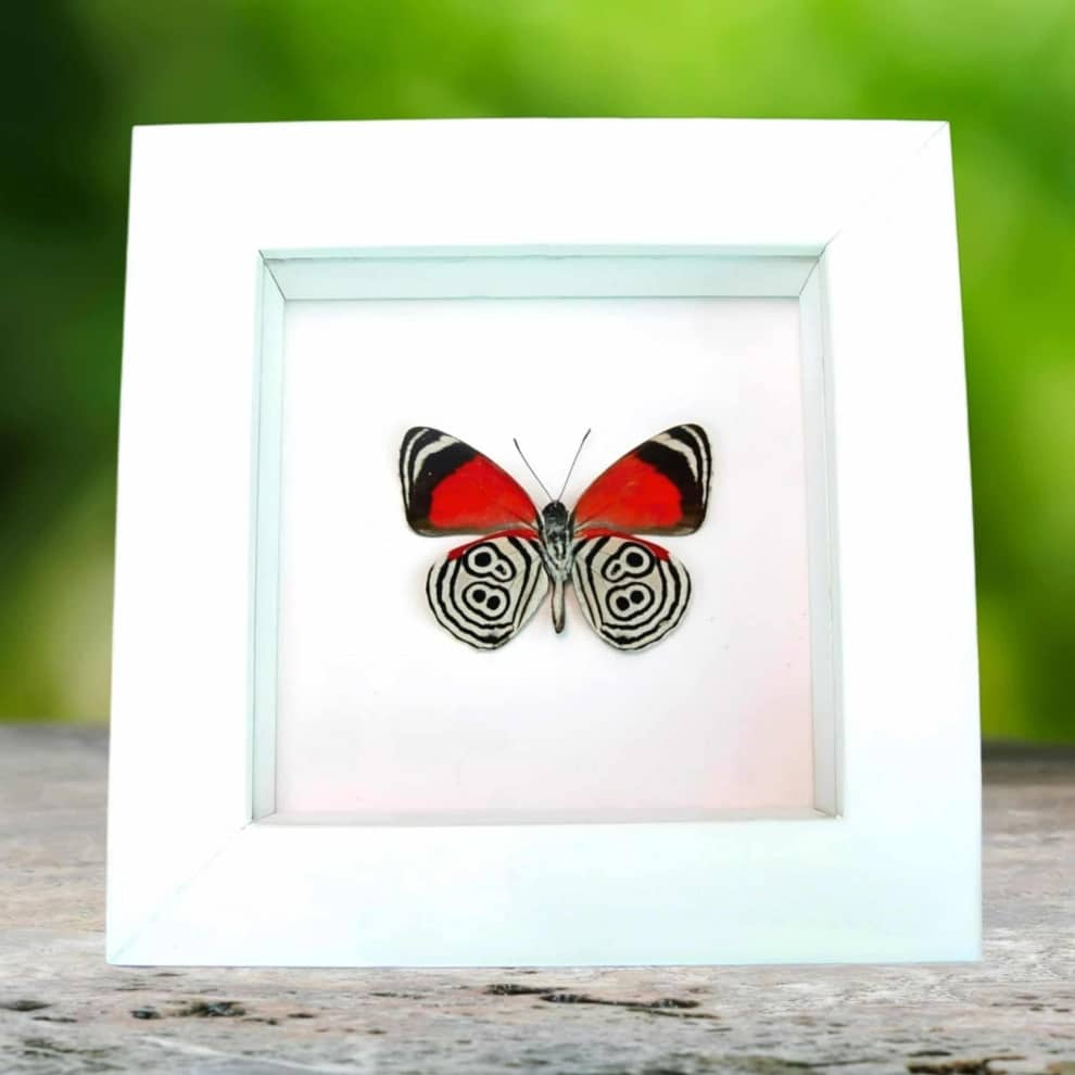 Real Framed 88 Butterfly Diaethria clymena Vibrant White Taxidermy Display