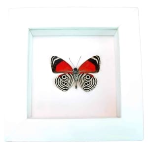 Real Framed 88 Butterfly Diaethria clymena Vibrant White Taxidermy Display