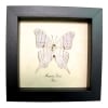White Daggerwing Butterfly Marpesia livius Verso Framed Taxidermy Display