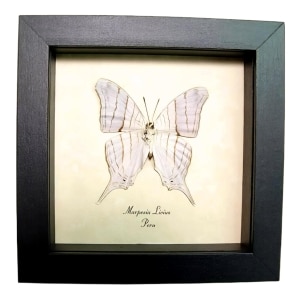 White Daggerwing Butterfly Marpesia livius Verso Framed Taxidermy Display