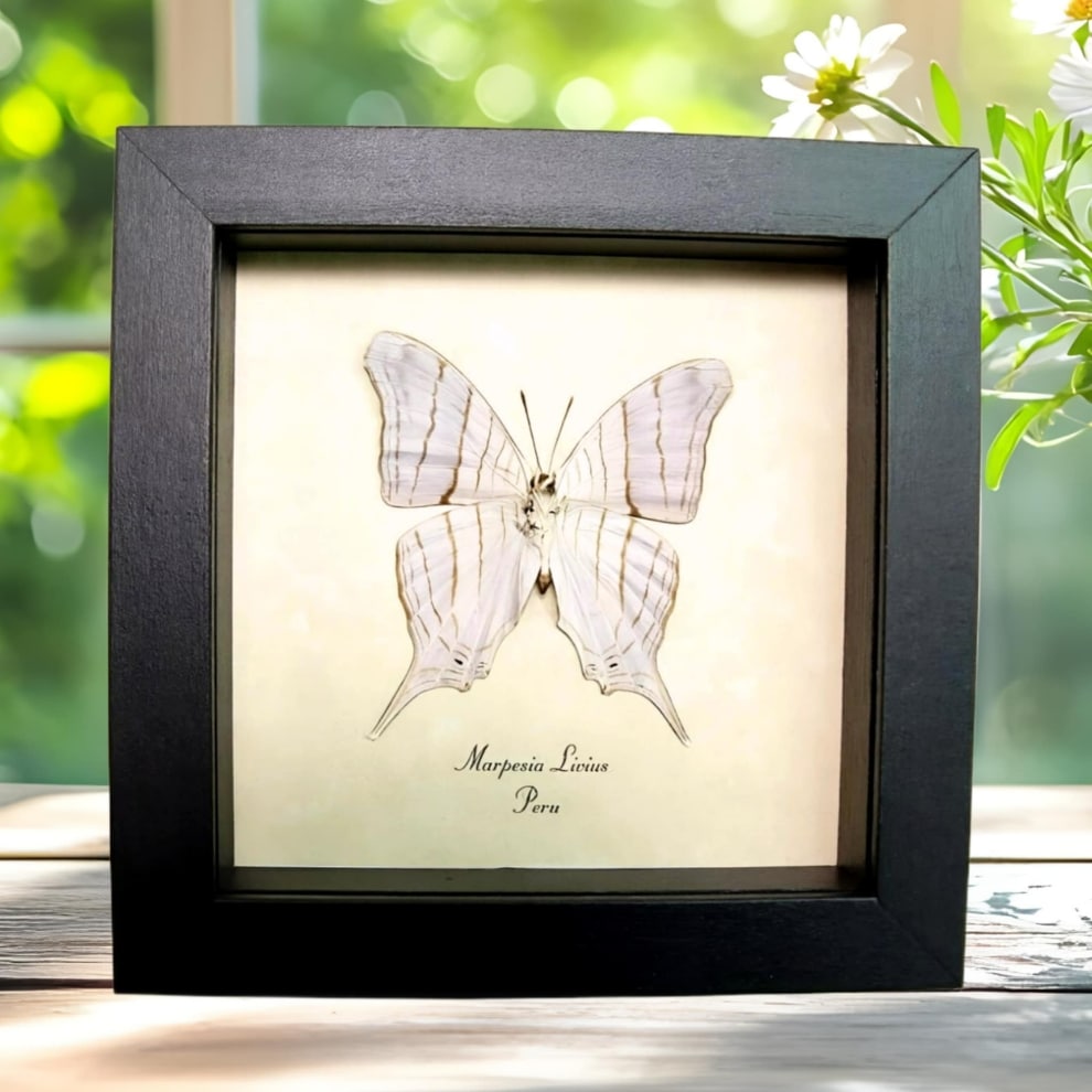 White Daggerwing Butterfly Marpesia livius Verso Framed Taxidermy Display
