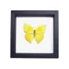 Phoebis rurina Teardrop Sulpher Yellow Butterfly Framed Taxidermy Classic Black Display