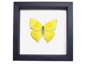 Phoebis rurina Teardrop Sulpher Yellow Butterfly Framed Taxidermy Classic Black Display