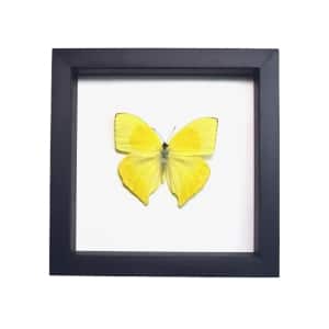Phoebis rurina Teardrop Sulpher Yellow Butterfly Framed Taxidermy Classic Black Display