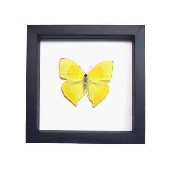 Phoebis rurina Teardrop Sulpher Yellow Butterfly Framed Taxidermy Classic Black Display