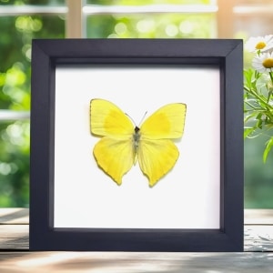 Phoebis rurina Teardrop Sulpher Yellow Butterfly Framed Taxidermy Classic Black Display
