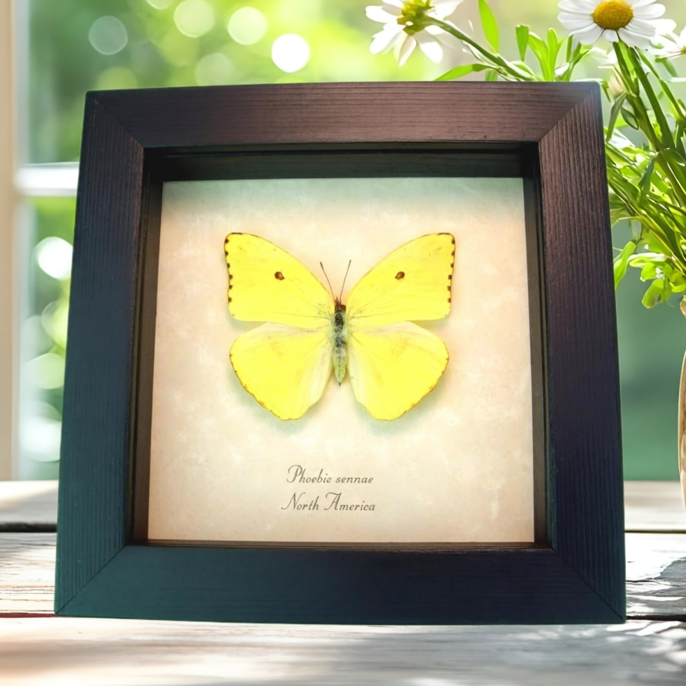 Cloudless Sulphur Butterfly Phoebis Sennae Female Framed Taxidermy Display