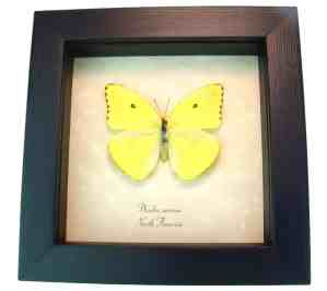 Cloudless Sulphur Butterfly Phoebis Sennae Female Framed Taxidermy Display