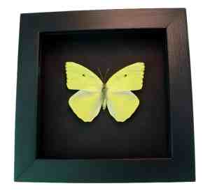 Cloudless Sulphur Butterfly Phoebis Sennae Female Framed Taxidermy Moonlight Display