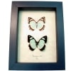 Framed Mint Blue Butterflies Pyrrhogyra otolais Set Taxidermy Display