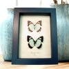 Framed Mint Blue Butterflies Pyrrhogyra otolais Set Taxidermy Display