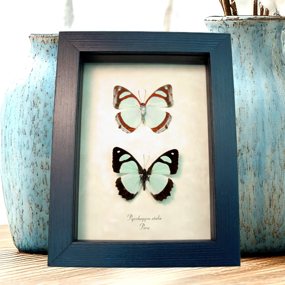 Framed Mint Blue Butterflies Pyrrhogyra otolais Set Taxidermy Display