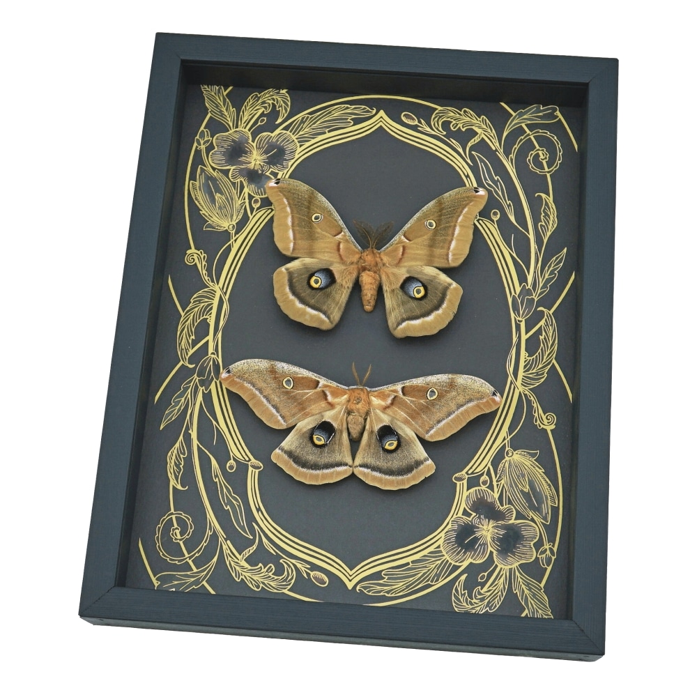 Real Framed Silk moth Set Antheraea polyphemus pair Art Nouveau Framed Taxidermy Display