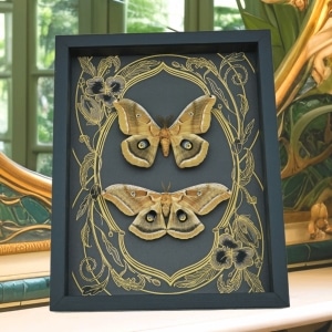 Real Framed Silk moth Set Antheraea polyphemus pair Art Nouveau Framed Taxidermy Display