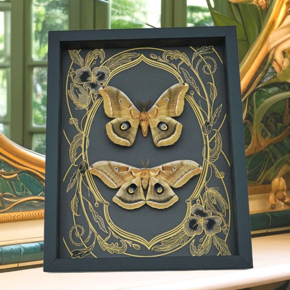Real Framed Silk moth Set Antheraea polyphemus pair Art Nouveau Framed Taxidermy Display