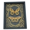 Real Framed Silk moth Set Antheraea polyphemus pair Art Nouveau Framed Taxidermy Display